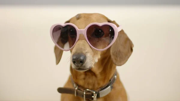Portret van een teckel in roze bril. Stockfoto