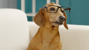 Gözlüklü akıllı bir dachshund 'un portresi satranç takımında oturuyor.. 