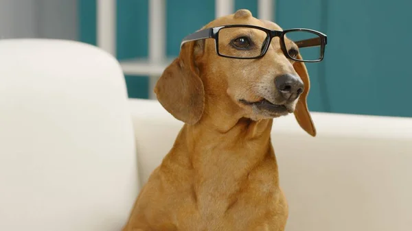 A portrait of a clever dachshund in glasses sits at a chess set. — Zdjęcie stockowe