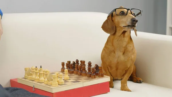 Portret sprytnego jamnika w okularach siedzi przy szachownicy. — Zdjęcie stockowe