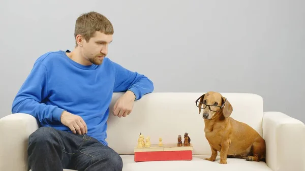 Un hombre juega ajedrez con un perro salchicha. —  Fotos de Stock