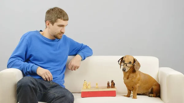 Un homme joue aux échecs avec un teckel. — Photo