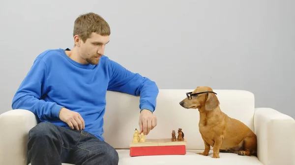 A man plays chess with a dachshund. — Stock Photo, Image