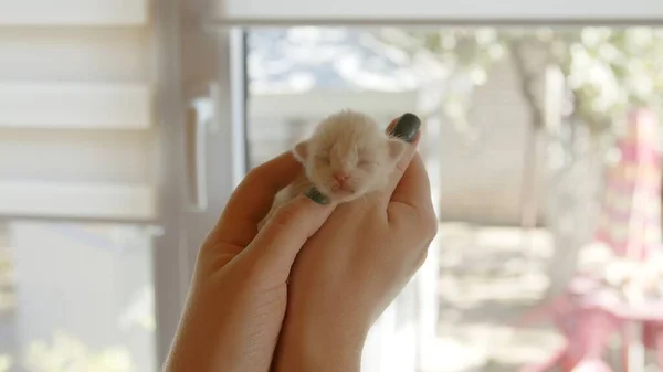 Ένα μικρό λευκό νεογέννητο γατάκι κάθεται σε γυναικεία χέρια. — Φωτογραφία Αρχείου