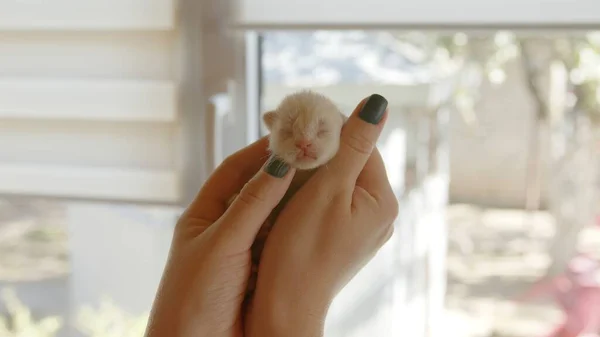 Een kleine witte pasgeboren kitten zit in vrouwelijke handen. — Stockfoto