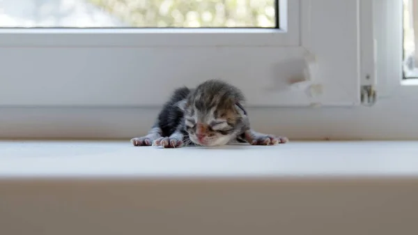 Lindos gatitos con los ojos cerrados están esperando al gato. — Foto de Stock