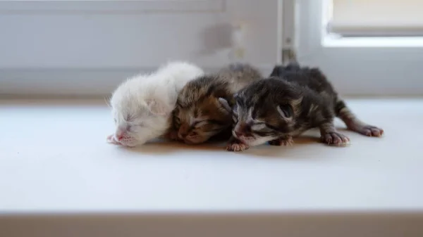 Lindos gatitos con los ojos cerrados están esperando al gato. — Foto de Stock