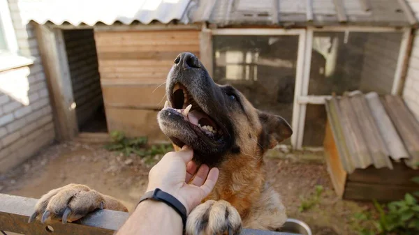 Alman çoban köpeği erkeklerin ellerini yalıyor..