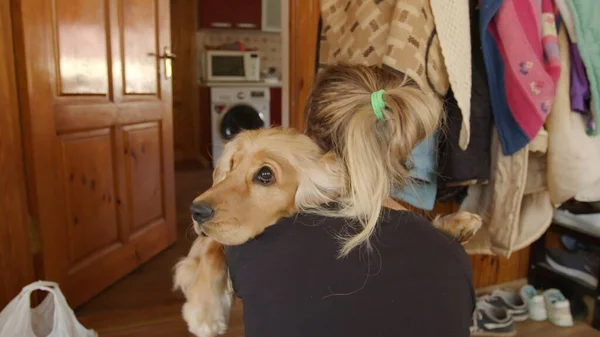 Vrouw knuffelt Engelse Cocker Spaniel thuis. Favoriete hond. — Stockfoto