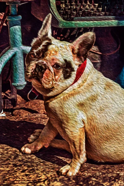 Närbild Vänliga Franska Bulldog Sitter Framför Antika Solig Dag Guarda — Stockfoto