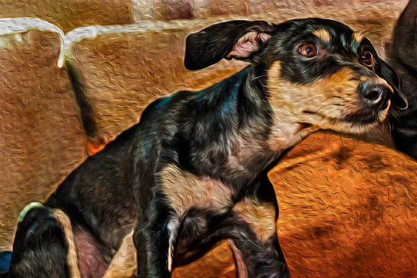 Cute little mutt dog standing on couch from a house in Sao Manuel. A little town in the Brazilian countryside. Oil paint filter.