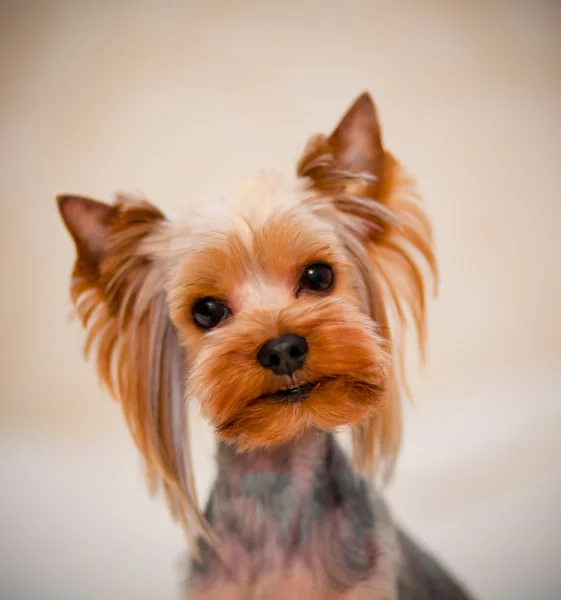 Yorkshire terrier — Fotografia de Stock