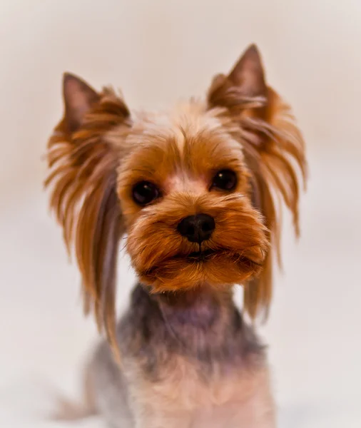 Yorkshire Terrier — Stock Photo, Image