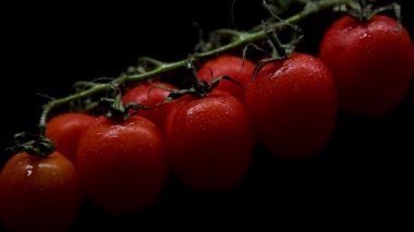 cherry tomatoes on a branch on a dark background. drops of water flow down the tomatoes