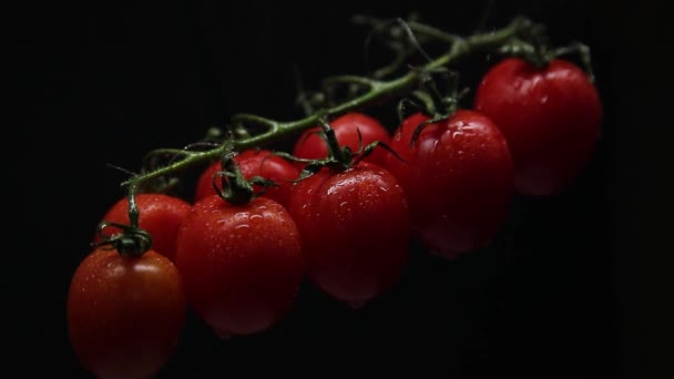 Los Tomates Cherry Sobre Rama Sobre Fondo Oscuro Gotas Agua — Vídeos de Stock
