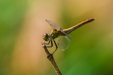 kahverengi yusufçuk