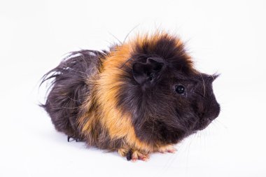 Bebek eskiden şiling şimdi domuz