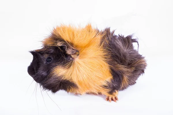 çok güzel eskiden şiling şimdi domuz