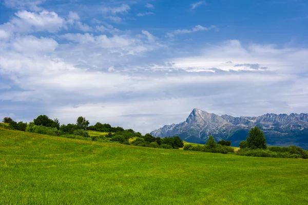 Paysage d'été Photo De Stock