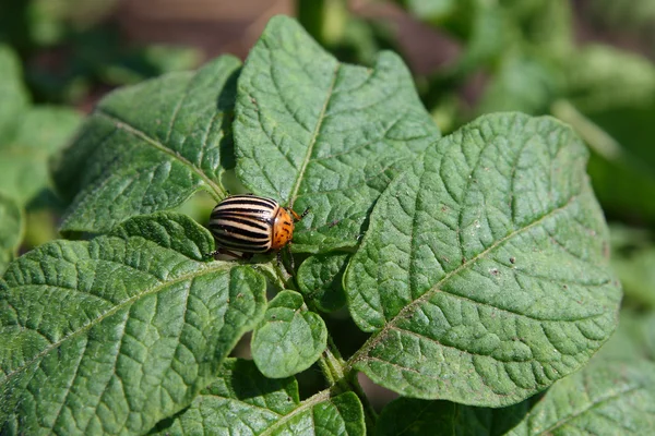 Colorado beetle — Stock Photo, Image