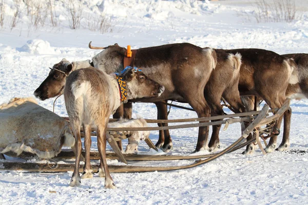 House reindeers — Stock Photo, Image