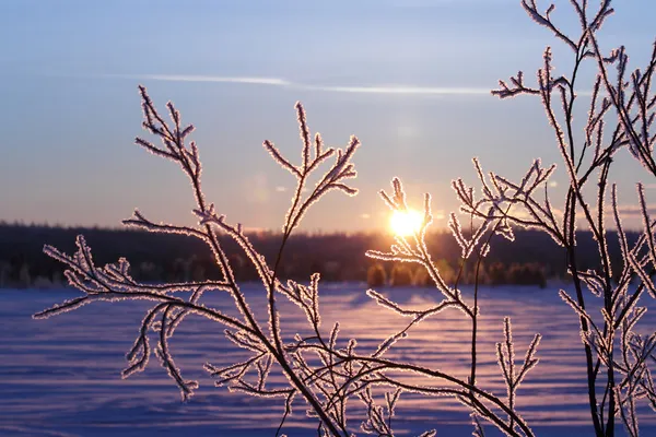 Winter in Siberië — Stockfoto