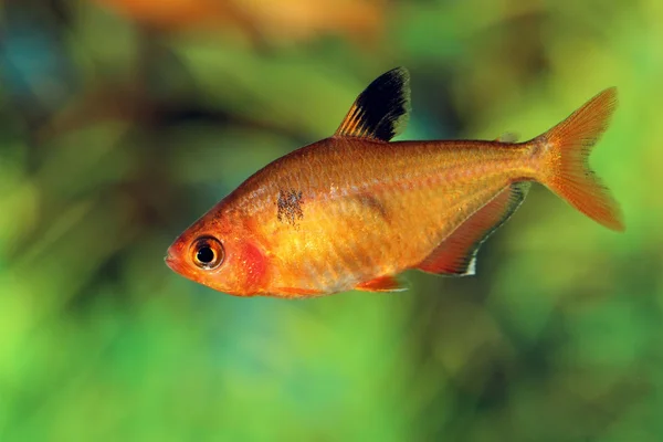 Hyphessobrycon pulchripinnis yakın çekim