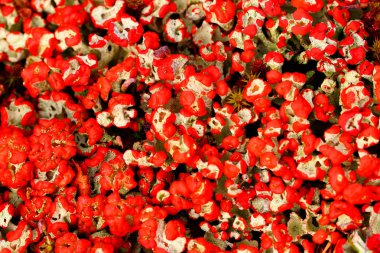 Cladonia