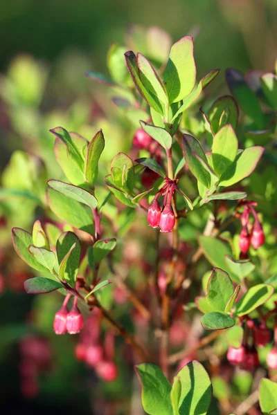 Blueberry — Stock Photo, Image