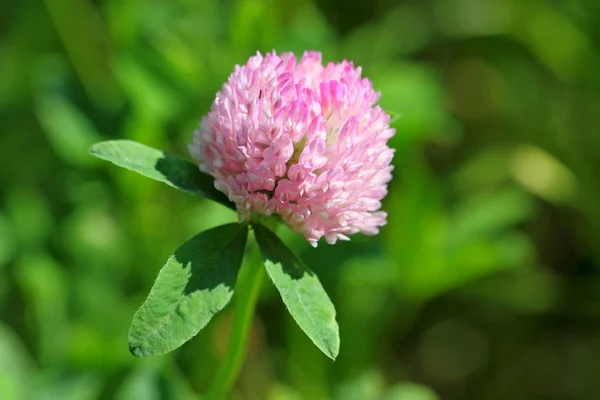 Clover — Stock Photo, Image