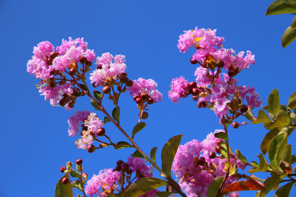 lagerstroemia