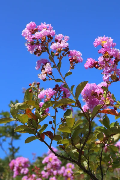 Lagerstroemia — Φωτογραφία Αρχείου