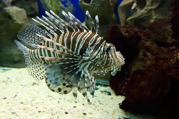 Pterois volitans — Stock Photo, Image