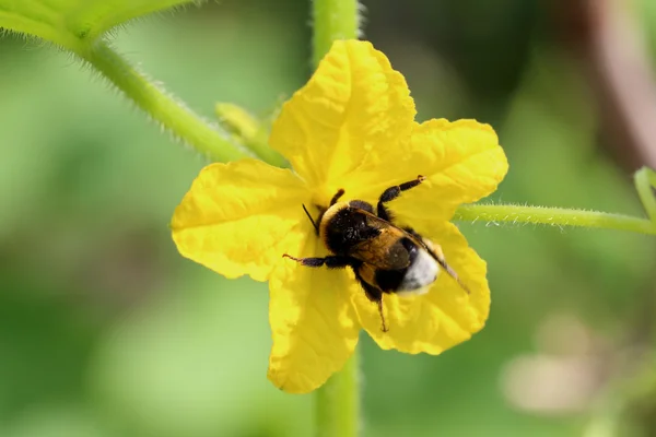 Bumblebee — Fotografie, imagine de stoc