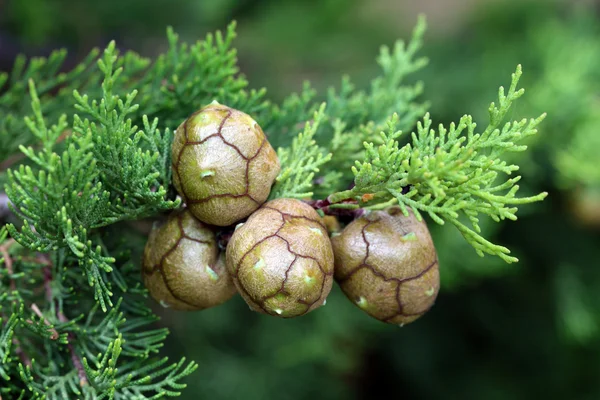 Cones de cipreste — Fotografia de Stock