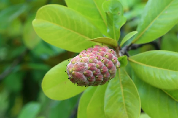 Magnolia ovoce — Stock fotografie
