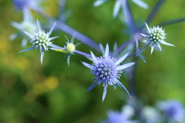 Eryngium ilerliyor