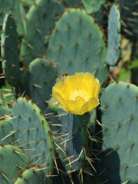 opuntia türler