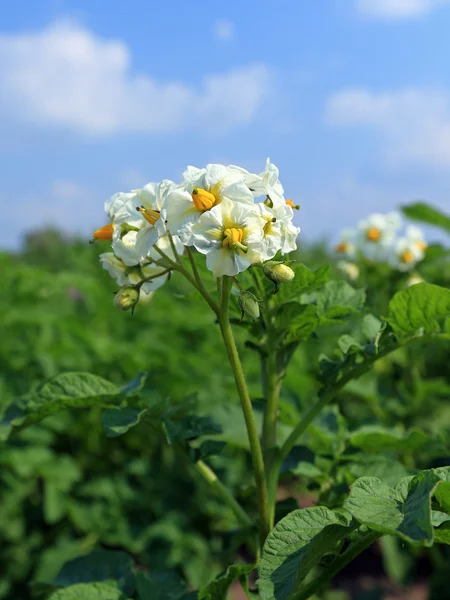 Aardappelen bush — Stockfoto