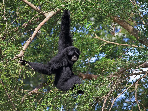 Siamang. —  Fotos de Stock