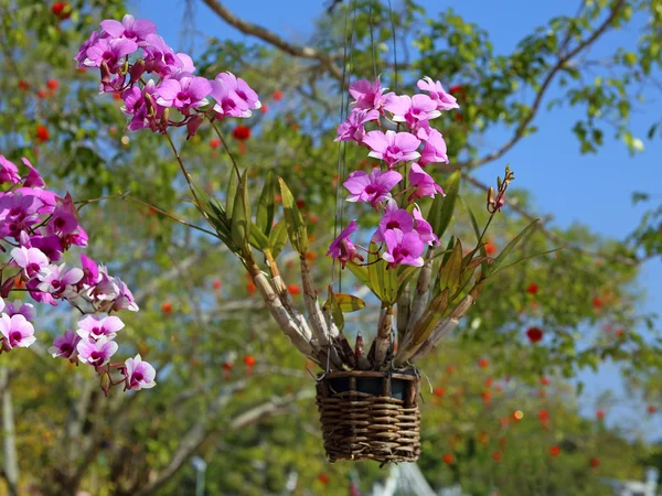 Orchidee — Stockfoto