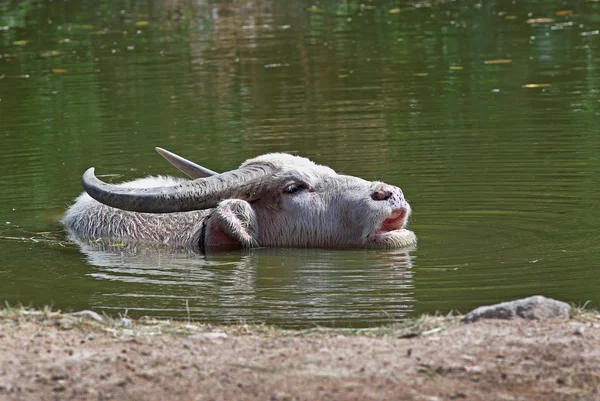 Búfalo — Foto de Stock