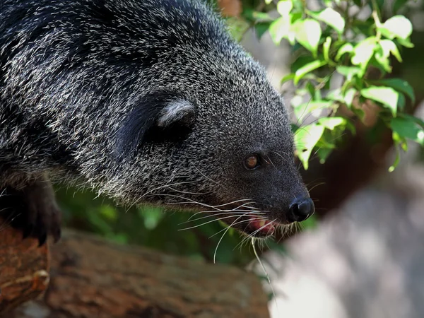 Binturong. — Foto de Stock