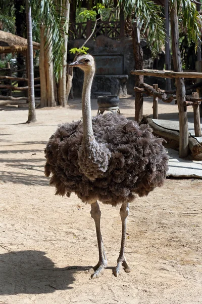 Struisvogel — Stockfoto