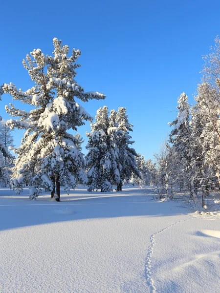 Karla kaplı ahşap — Stok fotoğraf