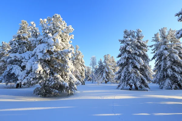 Karla kaplı ahşap — Stok fotoğraf