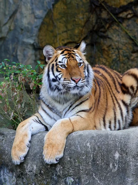 Tiger — Stockfoto