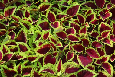 Coleus