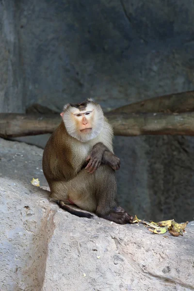 Macaca leonina — Zdjęcie stockowe