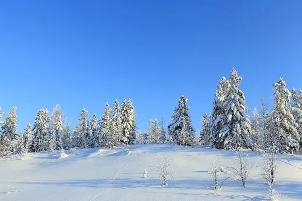 Winter landscape — Stock Photo, Image